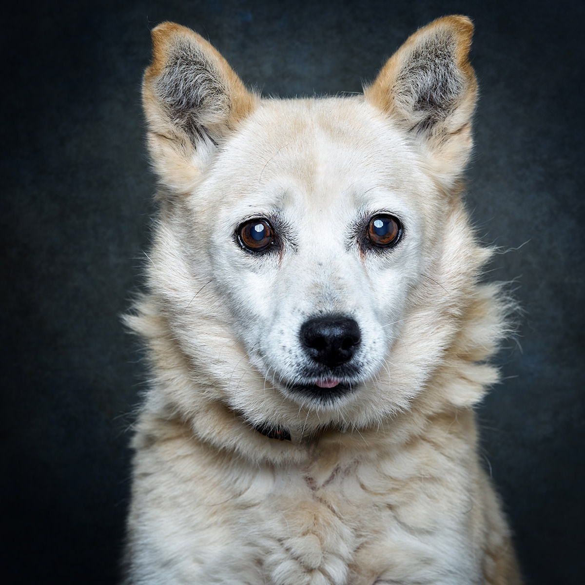 Retrato de Beta, cadela para adoção em Santarém