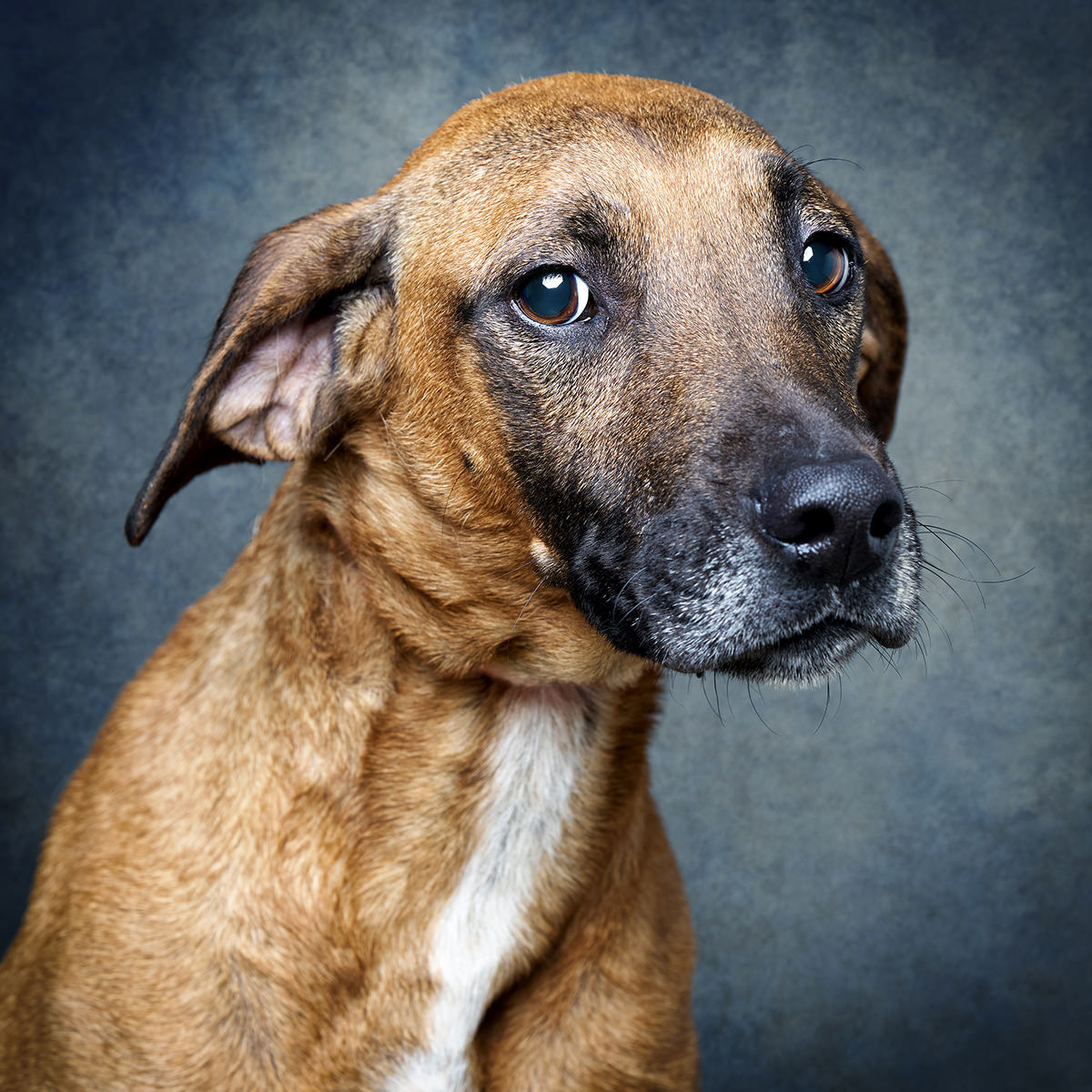 Retrato de Boneca, cadela para adoção em Santarém