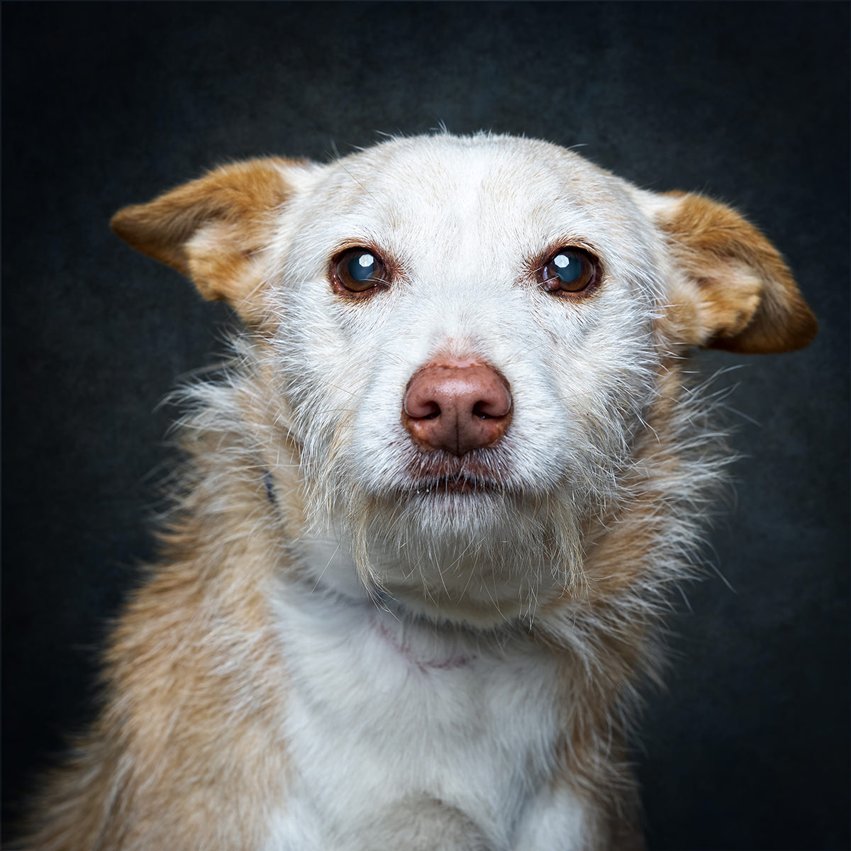 Retrato de Caça, cão para adoção em Santarém