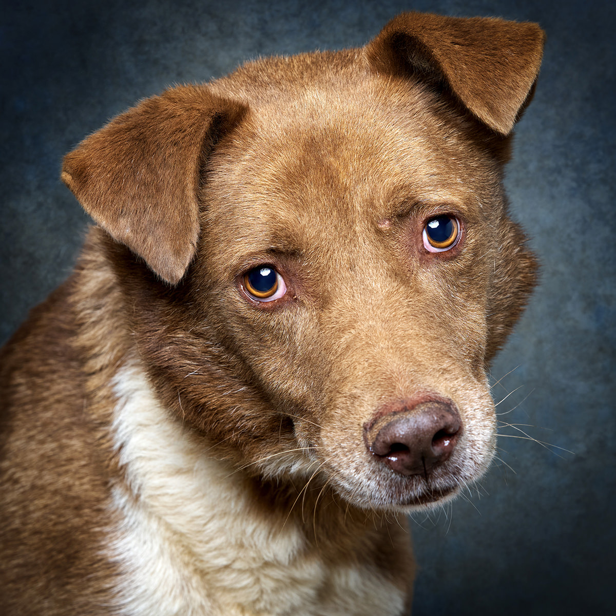 Retrato de Castanhinho, cão para adoção em Santarém