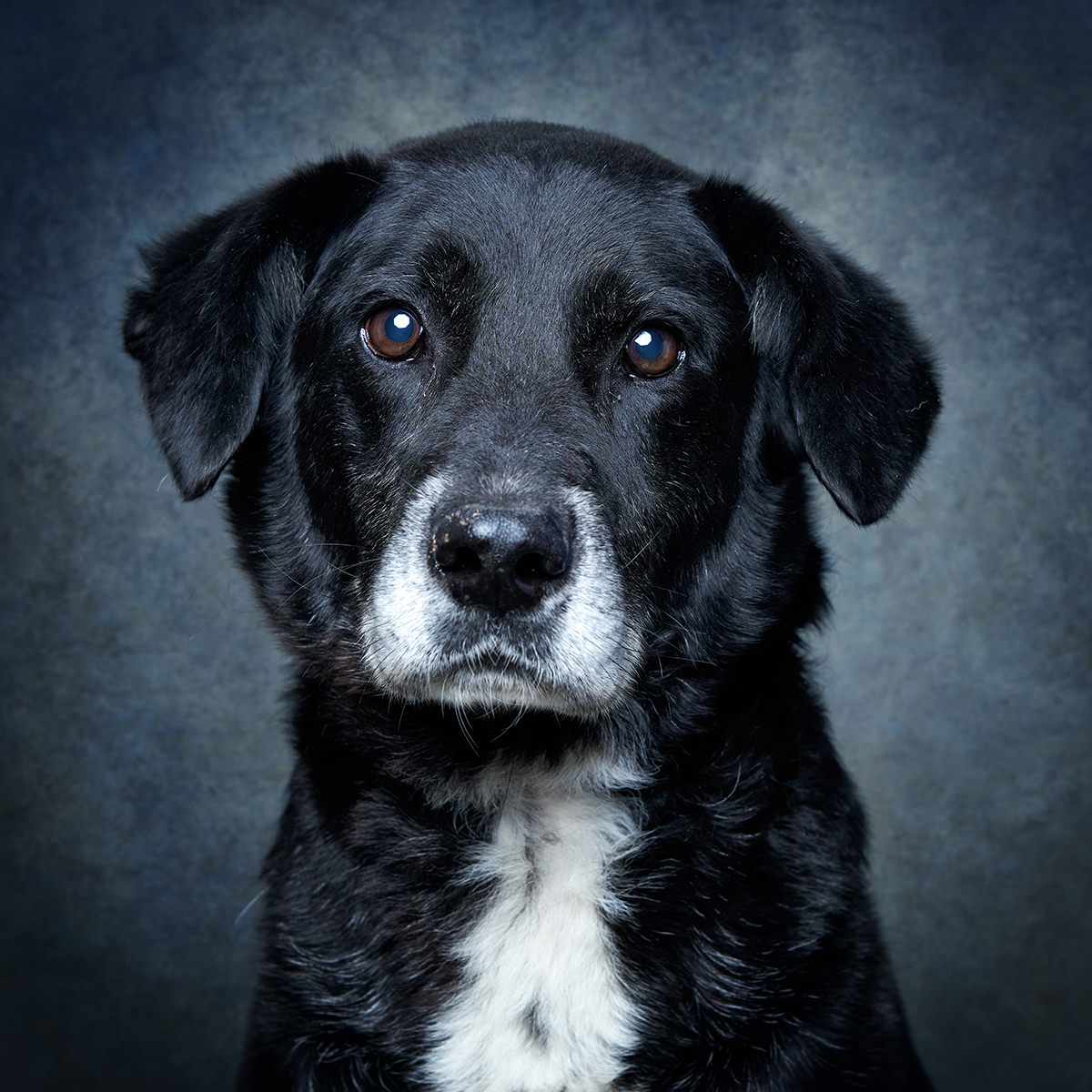 Retrato de Dali, cão para adoção em Santarém