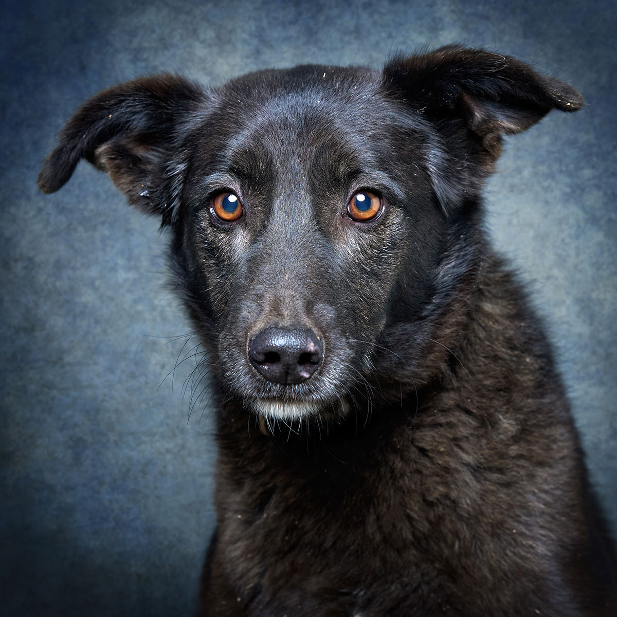 Retrato de Dóris, cadela para adoção em Santarém