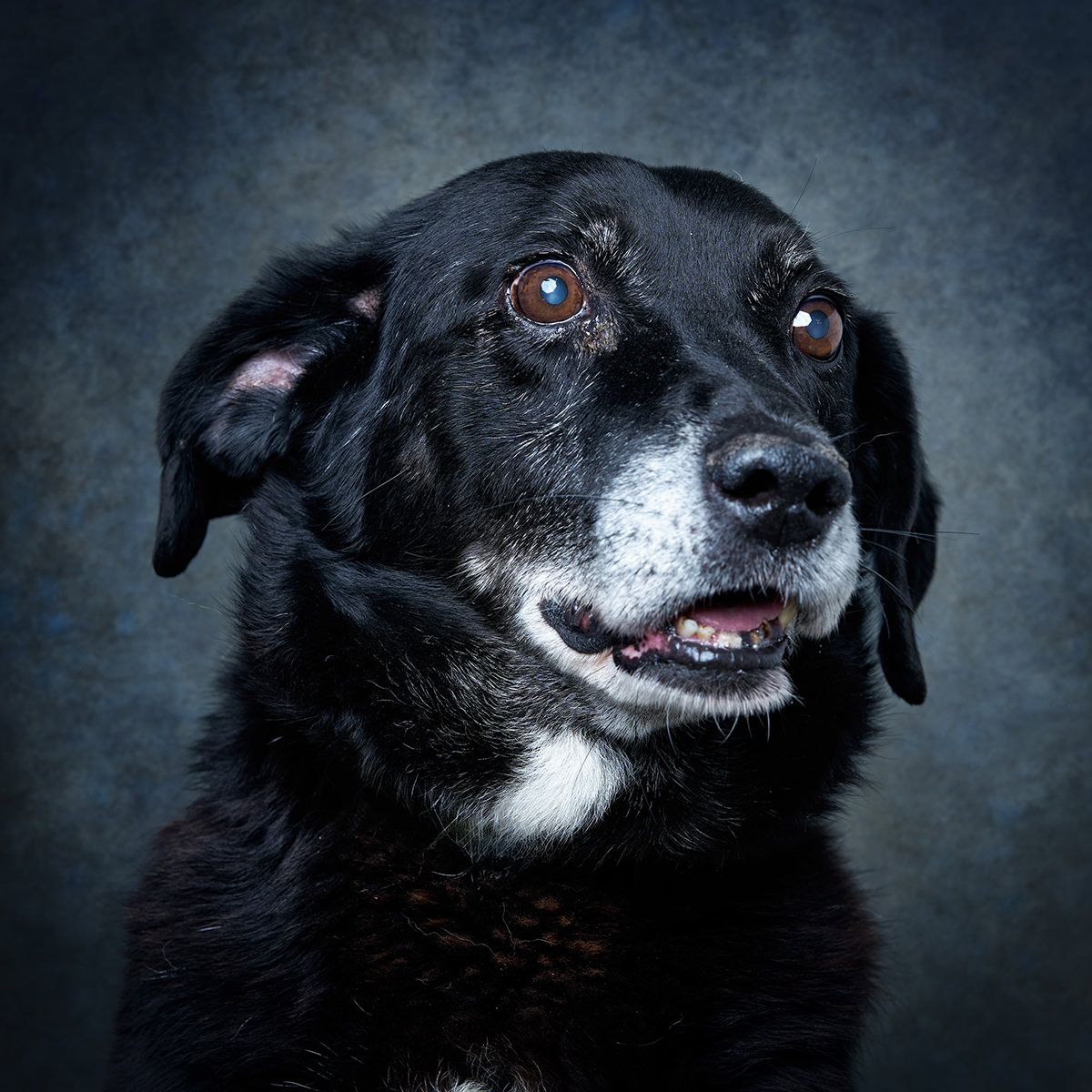 Retrato de Júpiter, cão para adoção em Santarém