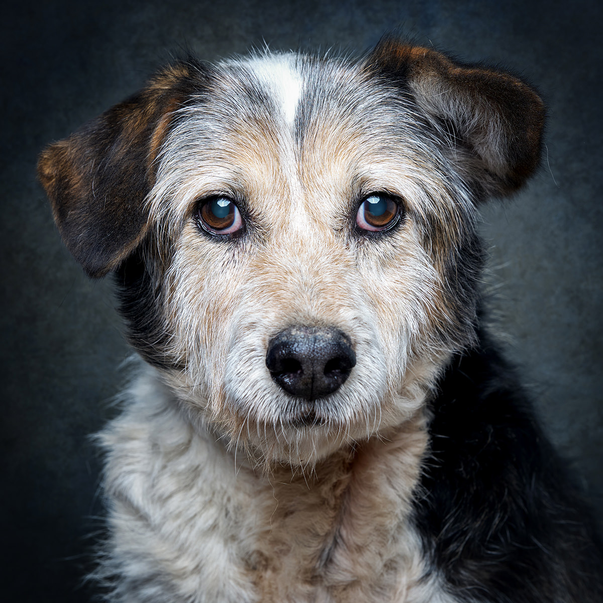 Retrato de Moisés, cão para adoção em Santarém