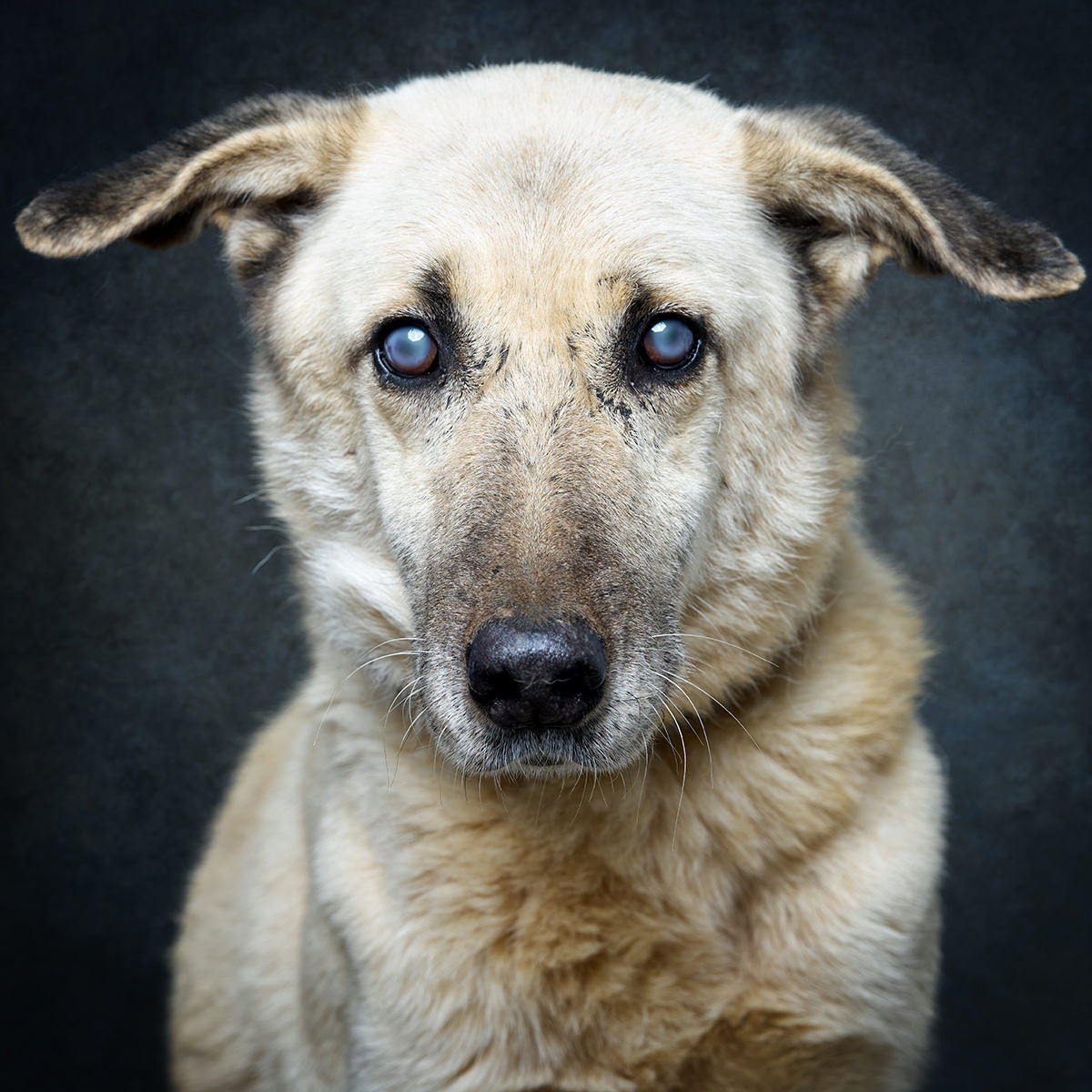 Retrato de Rhisna, cadela para adoção em Santarém