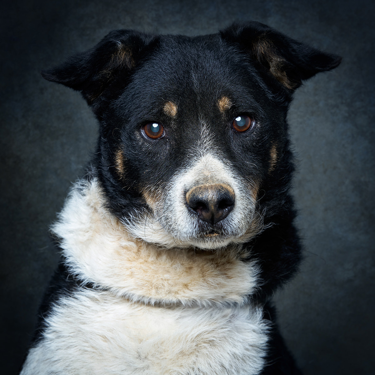 Retrato de Snoopy, cão para adoção em Santarém