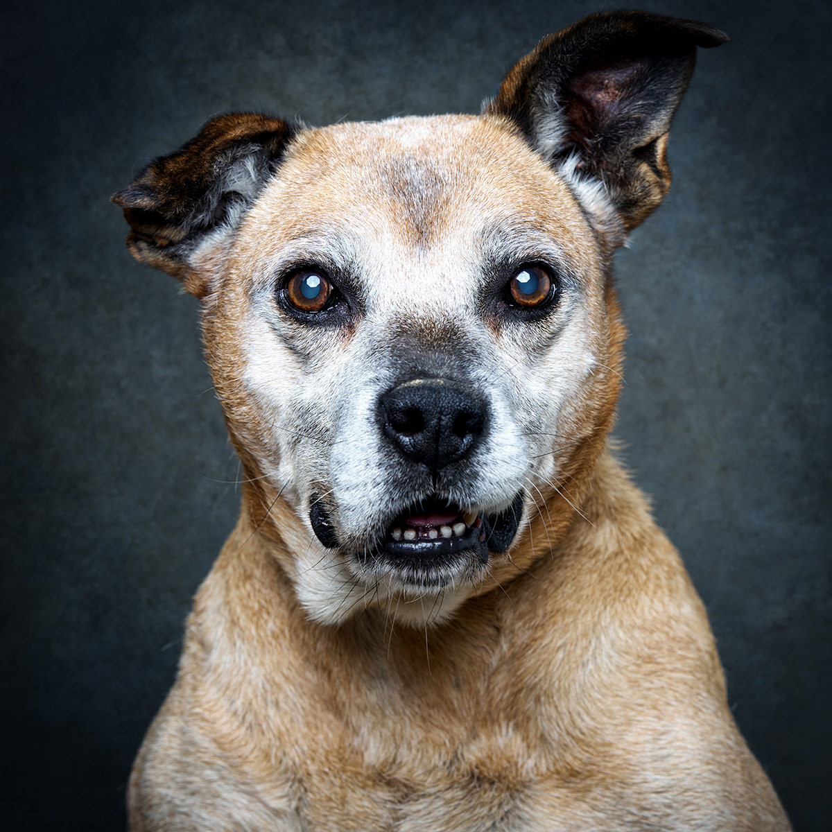 Retrato de Stiff, cão para adoção em Santarém