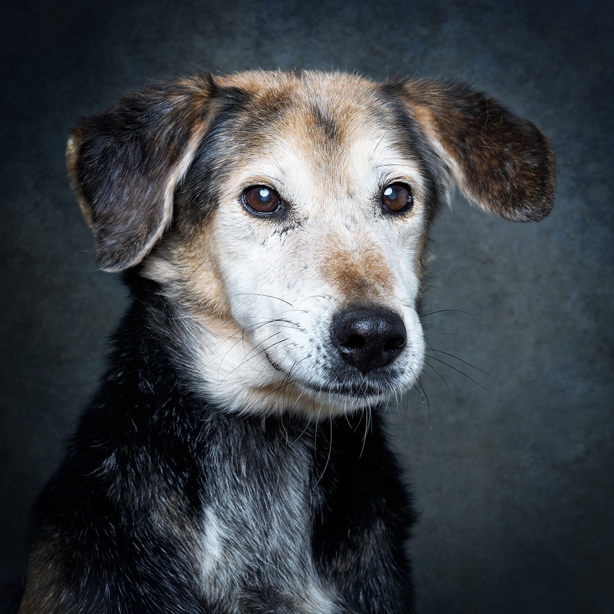 Retrato de Terry, cão para adoção em Santarém