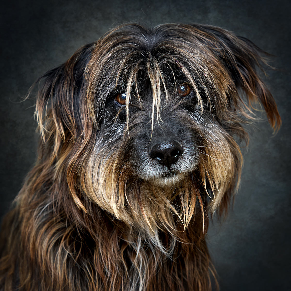 Retrato de Asterix, cão para adoção em Caldas da Rainha