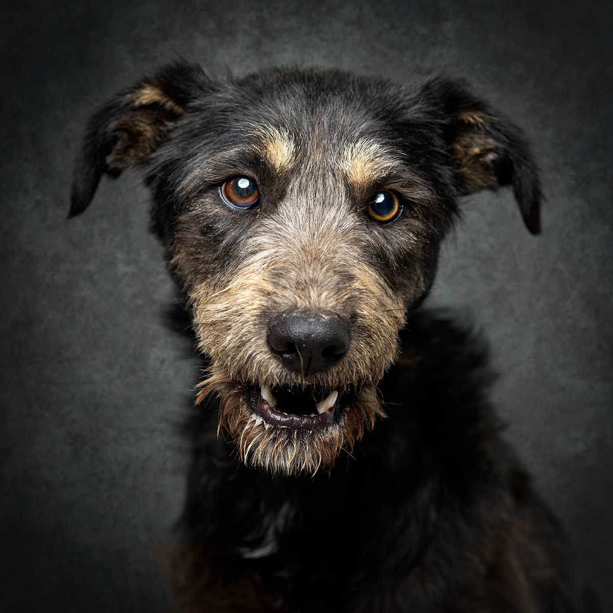 Retrato de Bartie, cão para adoção em Caldas da Rainha