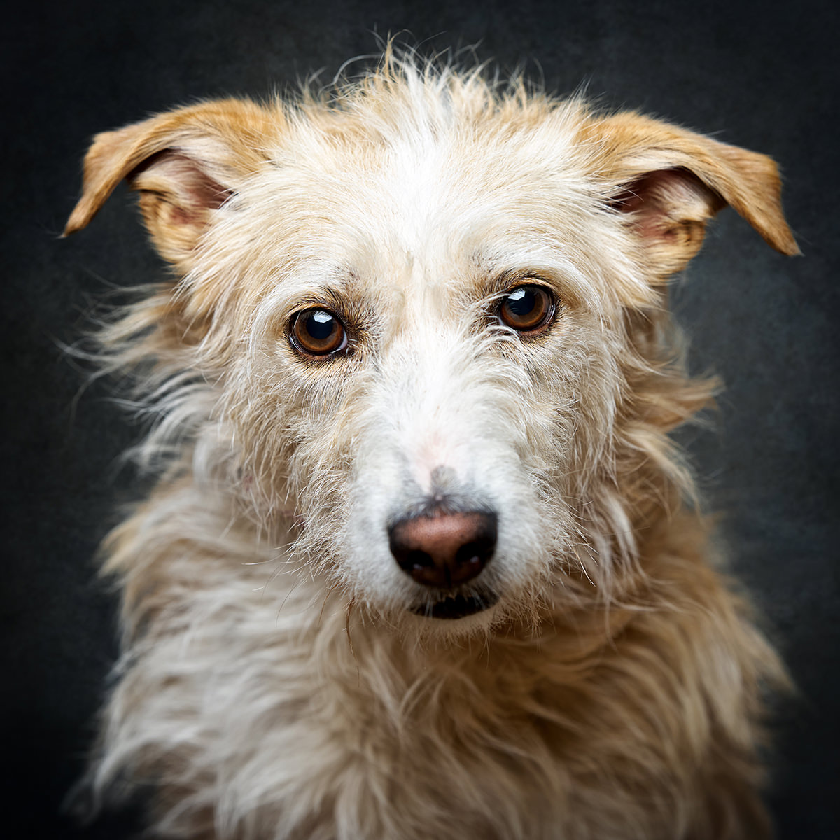 Retrato de Billy, cão para adoção em Caldas da Rainha