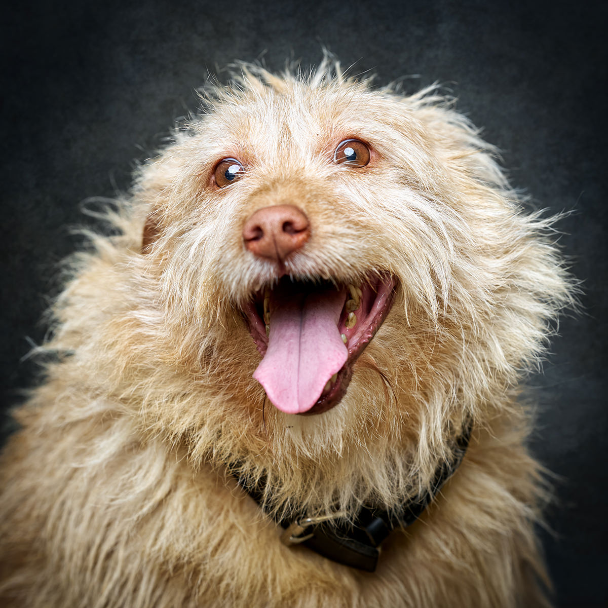 Retrato de Elvis, cão para adoção em Caldas da Rainha