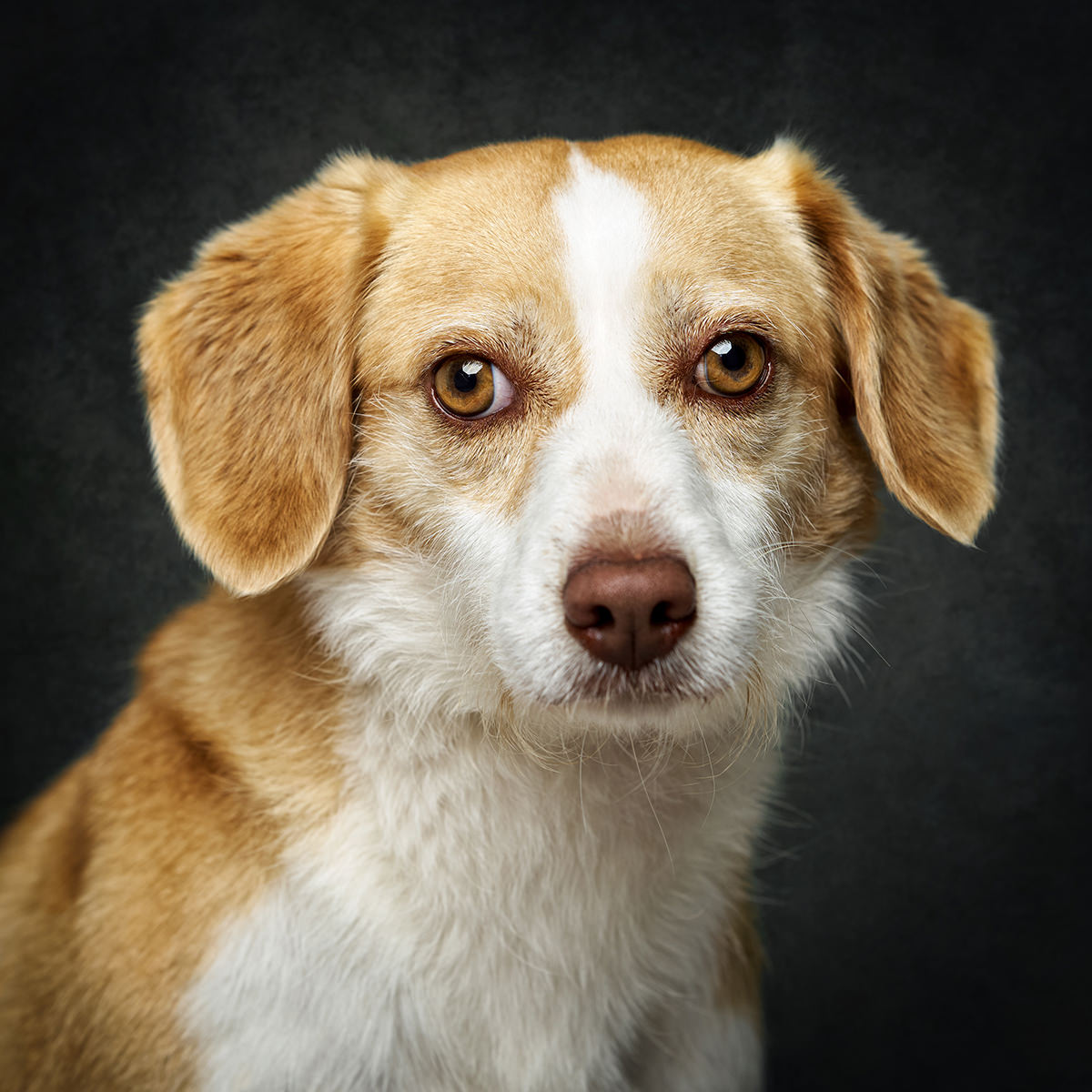 Retrato de Esmeralda, cadela para adoção em Caldas da Rainha