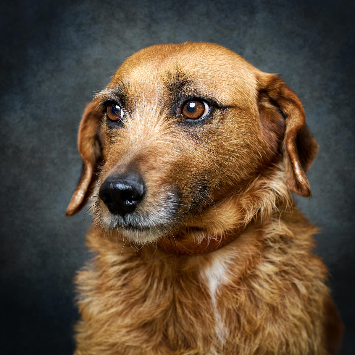 Retrato de Finesa, cadela para adoção em Caldas da Rainha