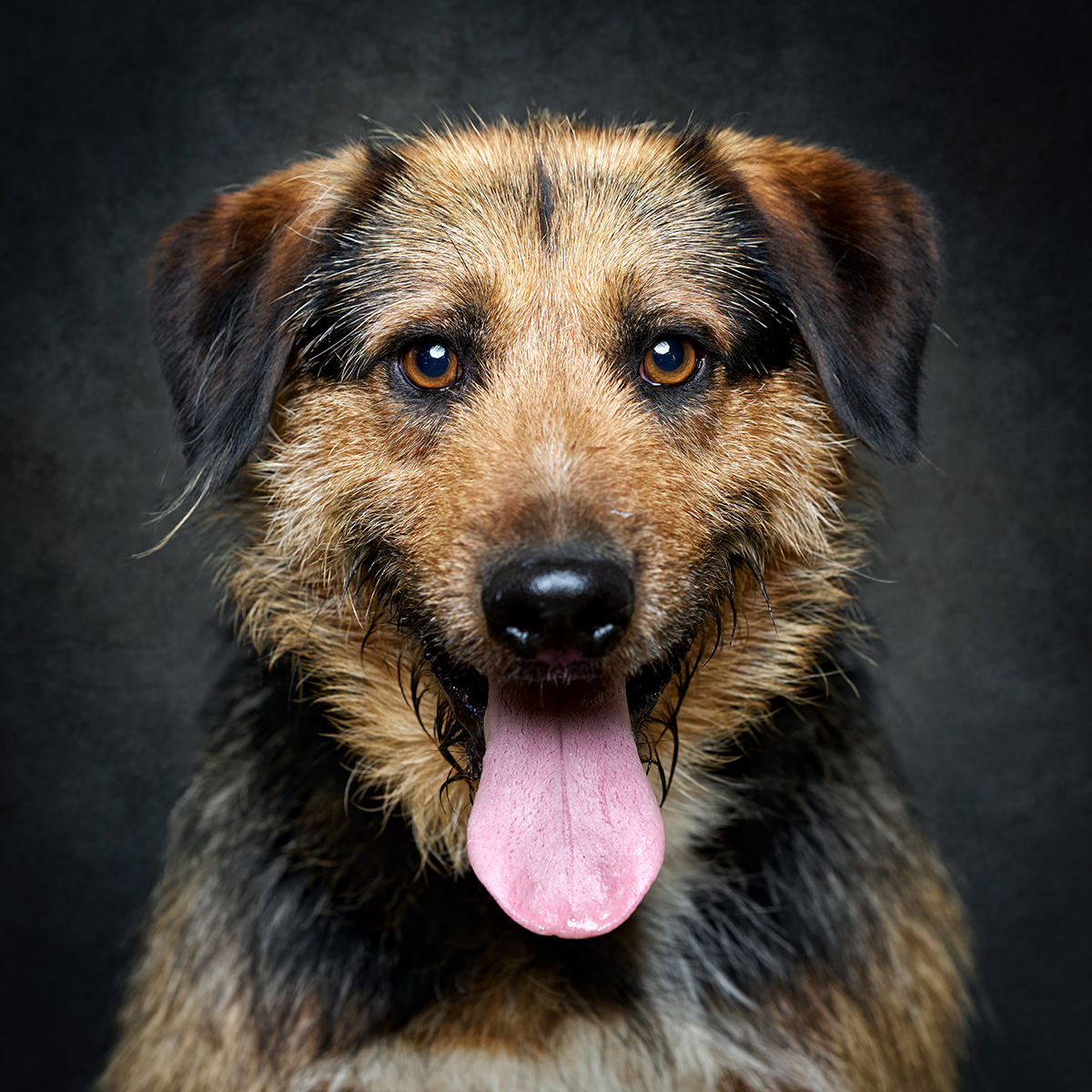 Retrato de Gaspar, cão para adoção em Caldas da Rainha