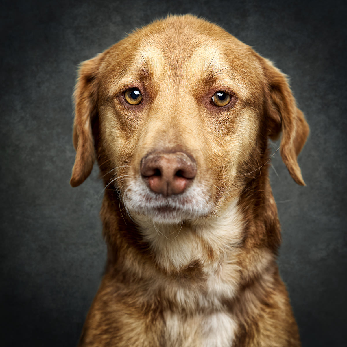 Retrato de Josef, cão para adoção em Caldas da Rainha