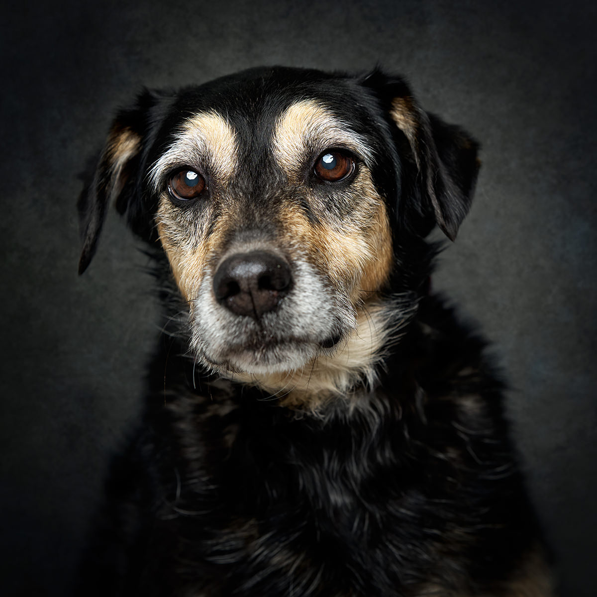 Retrato de Júlia, cadela para adoção em Caldas da Rainha
