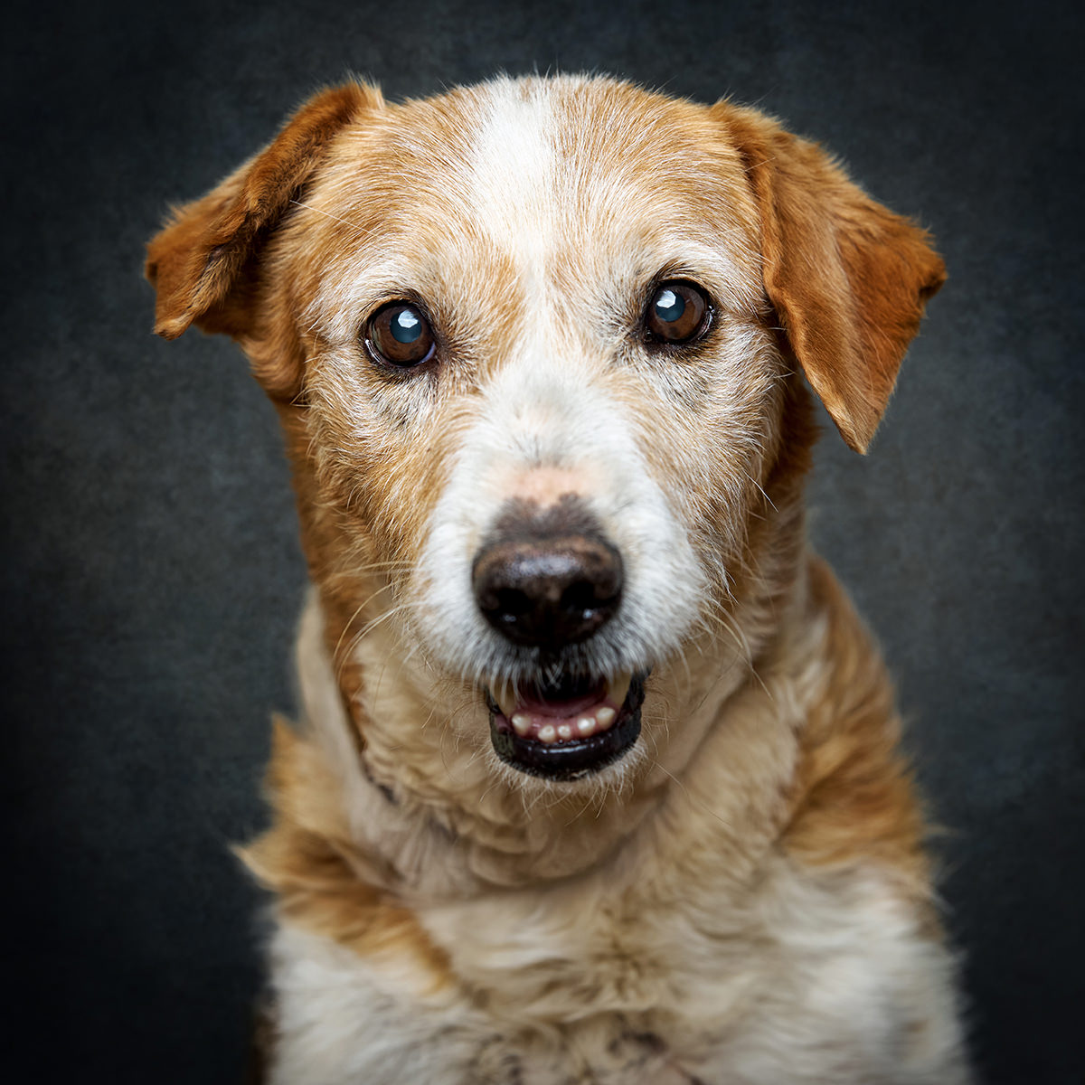 Retrato de Kit-Kat, cão para adoção em Caldas da Rainha