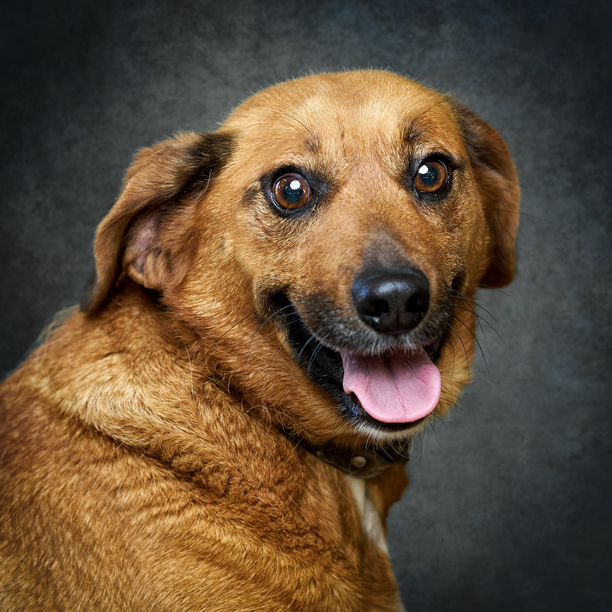 Retrato de Mara, cão para adoção em Caldas da Rainha