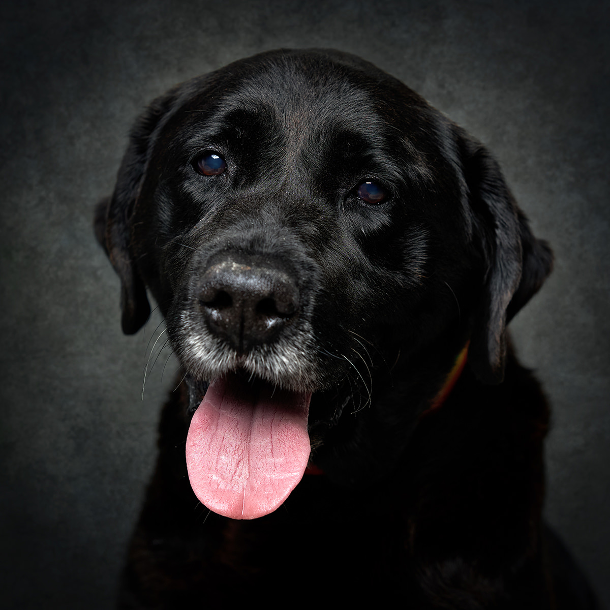 Retrato de Maroto, cão para adoção em Caldas da Rainha
