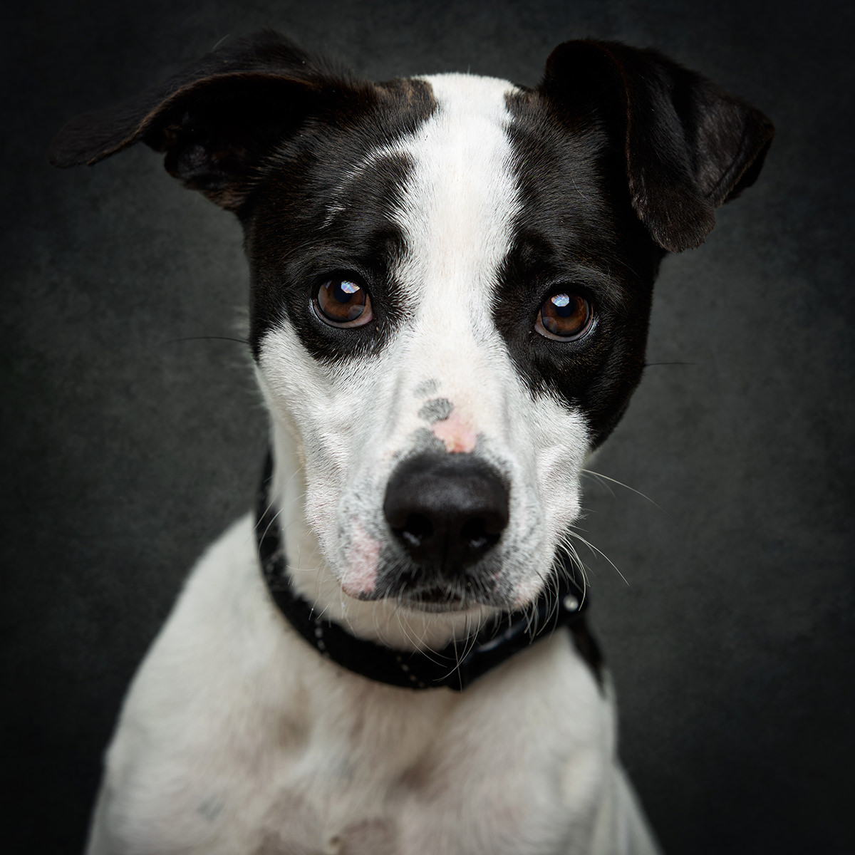 Retrato de Panda, cão para adoção em Caldas da Rainha
