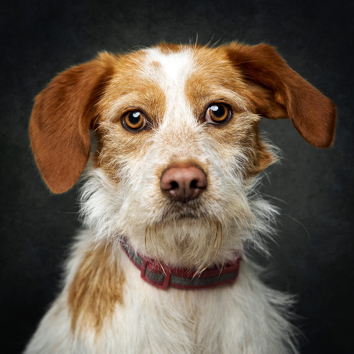 Retrato de Pérola, cadela para adoção em Caldas da Rainha