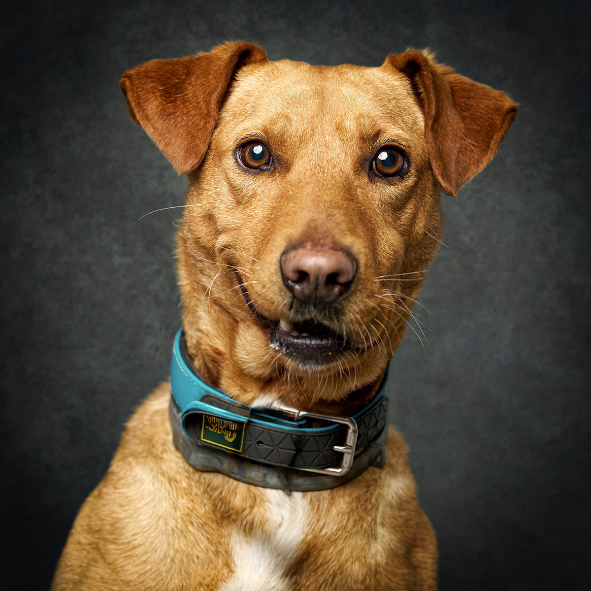 Retrato de Pimenta, cão para adoção em Caldas da Rainha