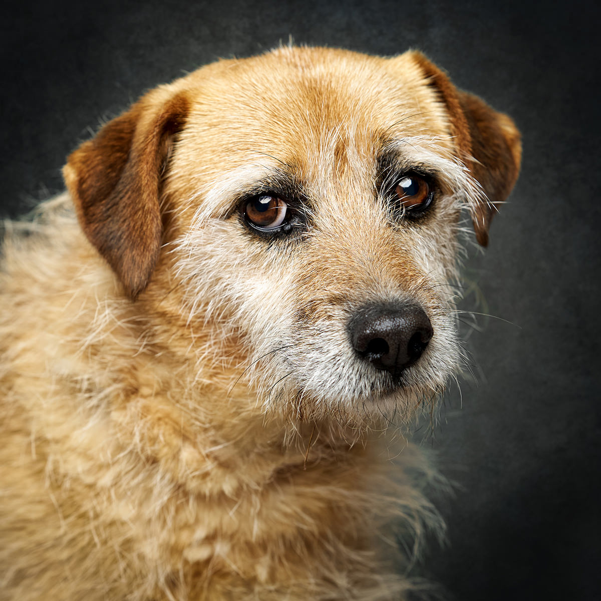 Retrato de Quinny, cadela para adoção em Caldas da Rainha