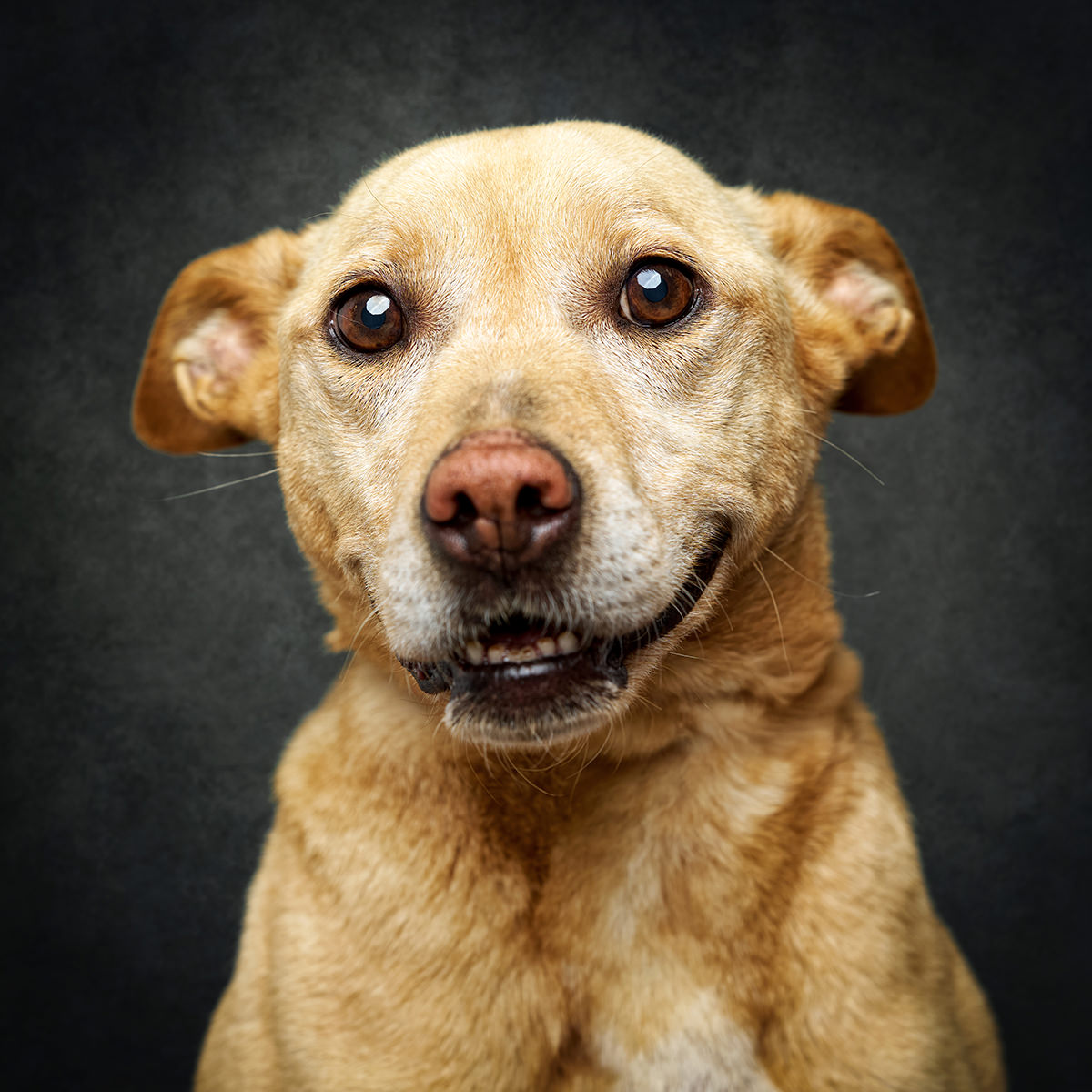 Retrato de Sakura, cão para adoção em Caldas da Rainha