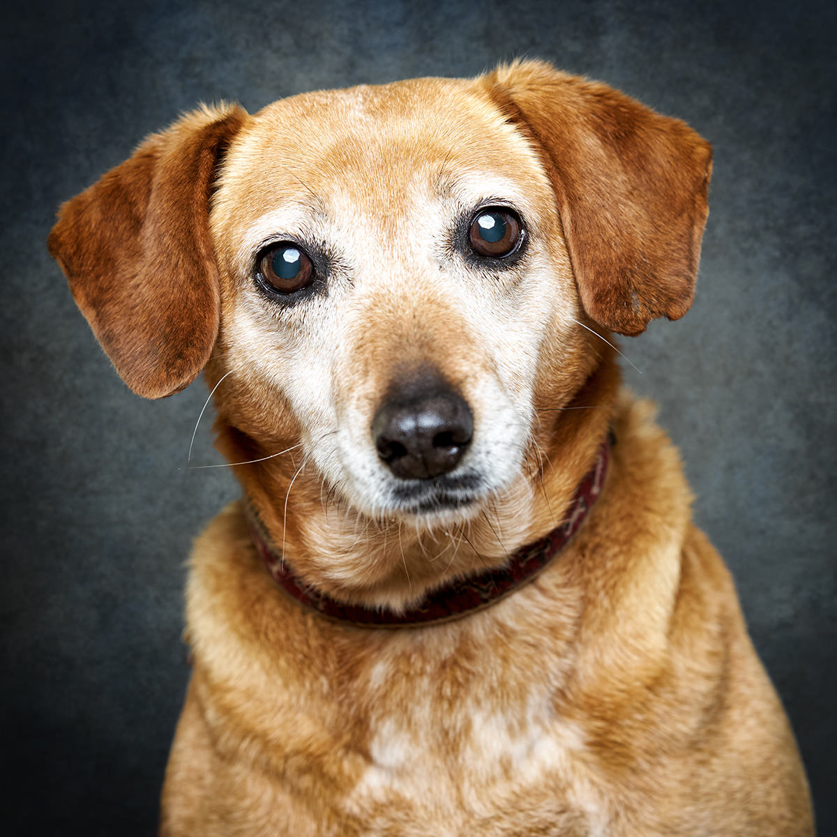 Retrato de Salsa, cadela para adoção em Caldas da Rainha
