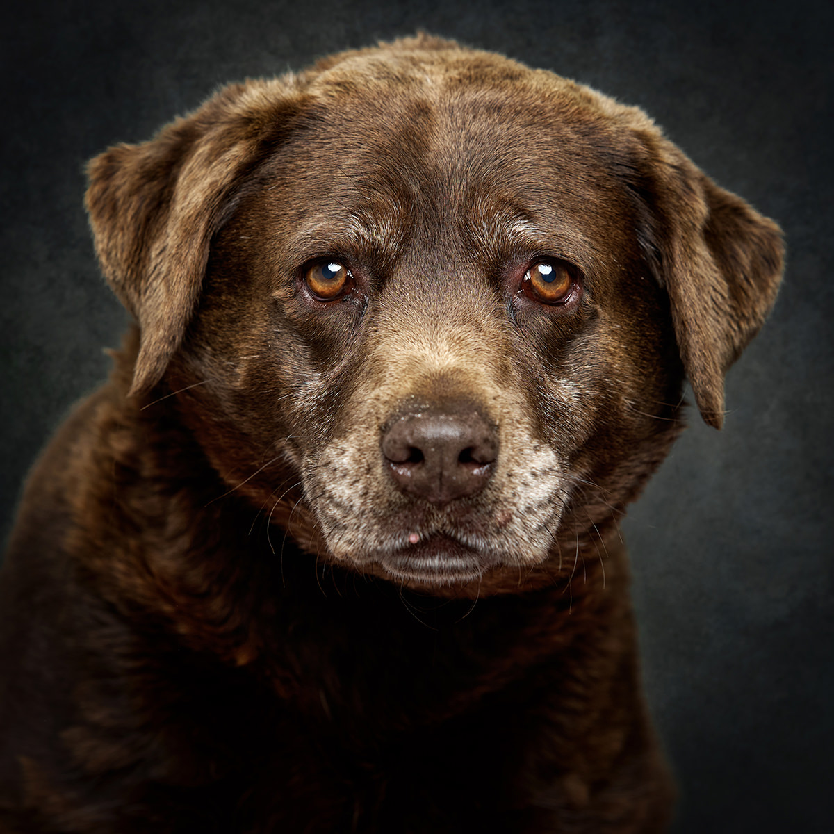 Retrato de Shakira, cadela para adoção em Caldas da Rainha