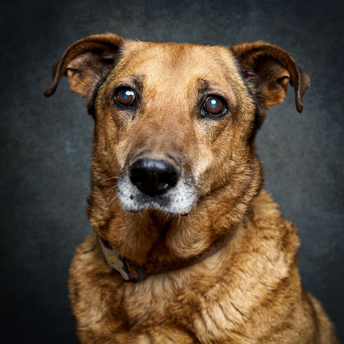 Retrato de Smas, cão para adoção em Caldas da Rainha