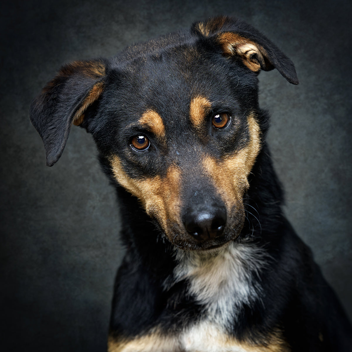 Retrato de Snoop, cão para adoção em Caldas da Rainha