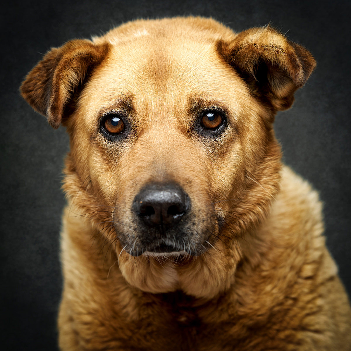 Retrato de Tina, cadela para adoção em Caldas da Rainha