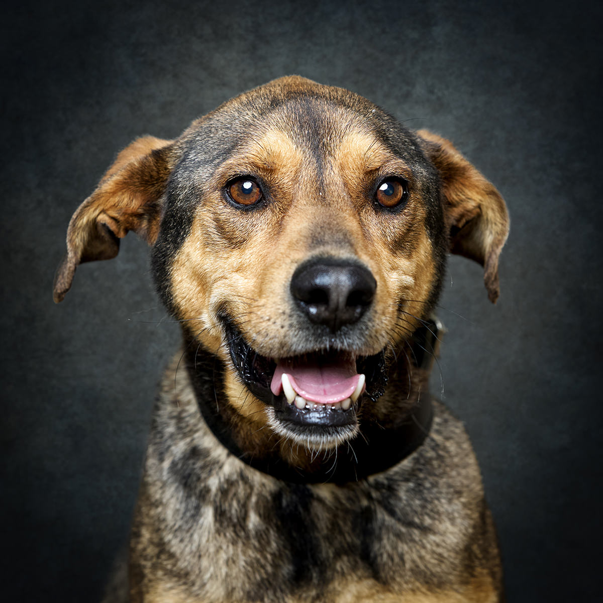 Retrato de Tónio, cão para adoção em Caldas da Rainha