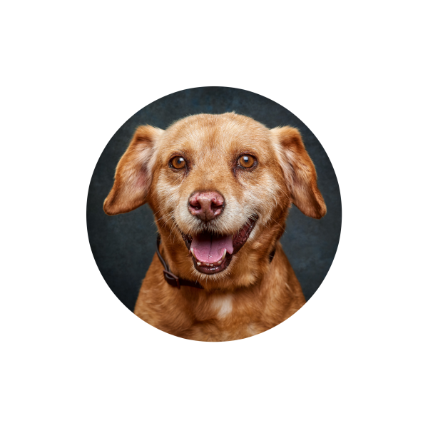 Selo_BeMyFriend_White_PNG